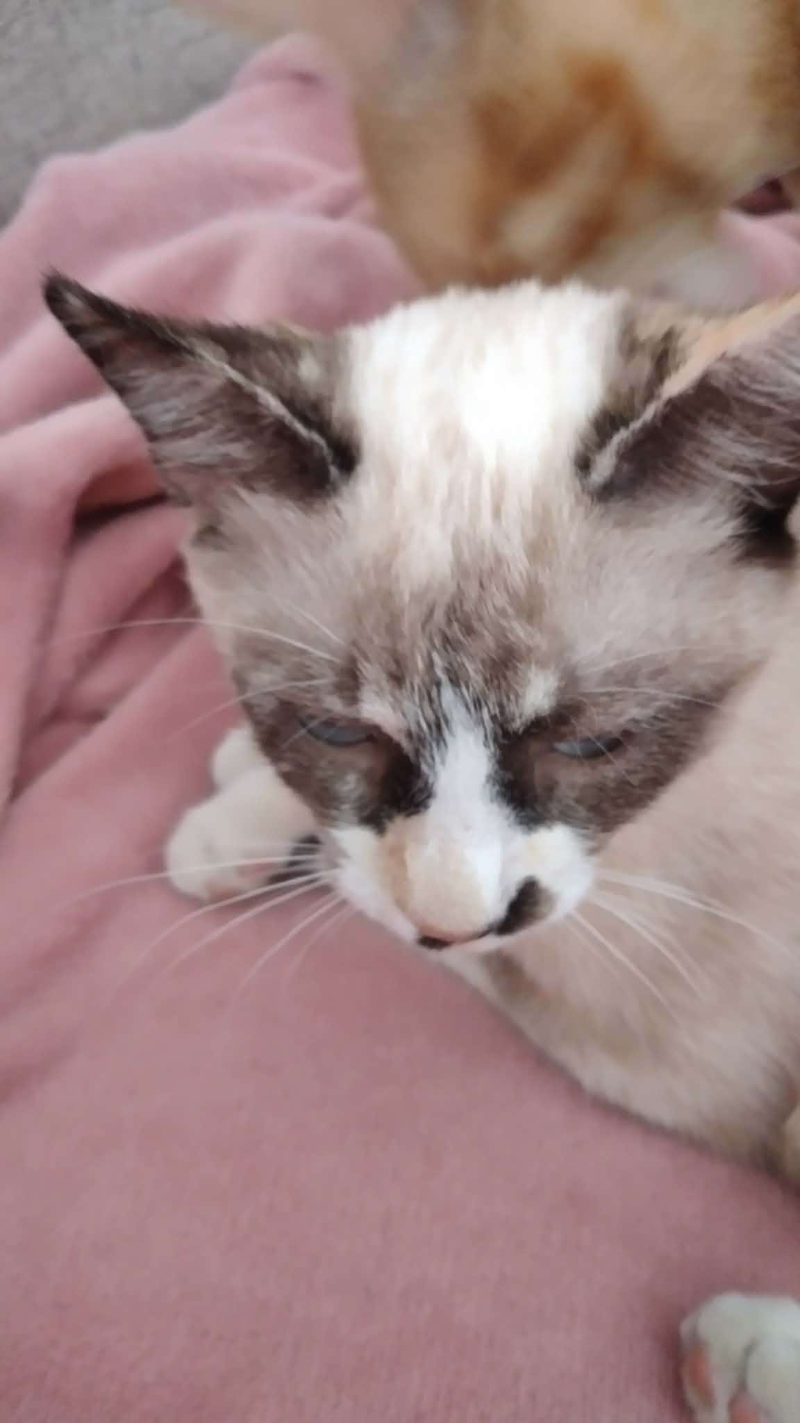 Кошка