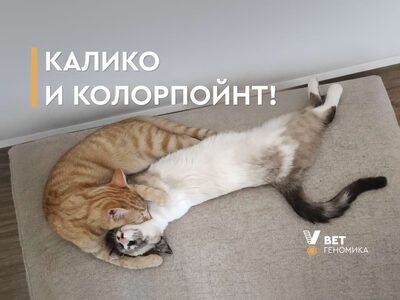 Интересная кошка