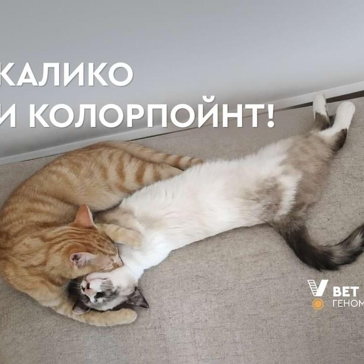 Интересная кошка