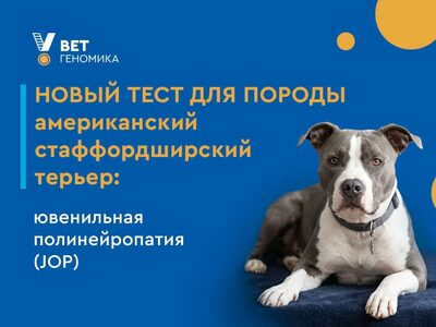 Новый тест для породы американский стаффордширский терьер