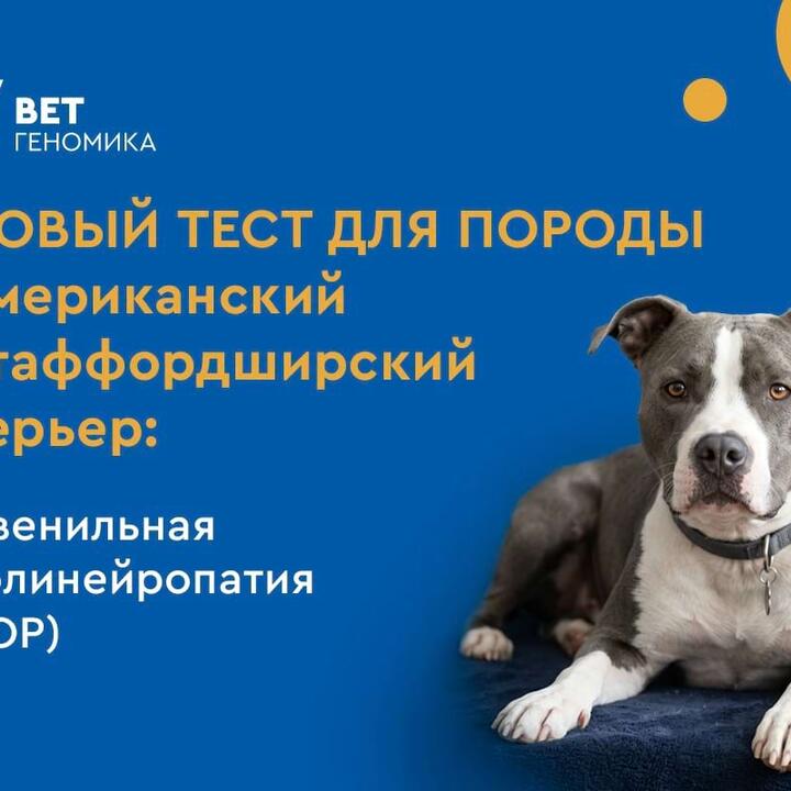 Новый тест для породы американский стаффордширский терьер