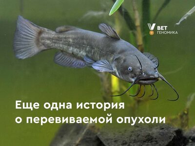 История о перевиваемой опухоли