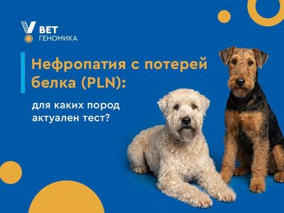 Нефропатия с потерей белка (PLN)