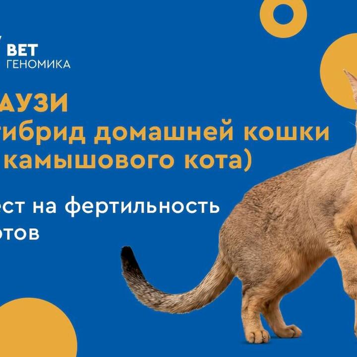 Чаузи. Тест на фертильность котов