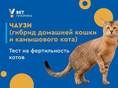 Чаузи. Тест на фертильность котов