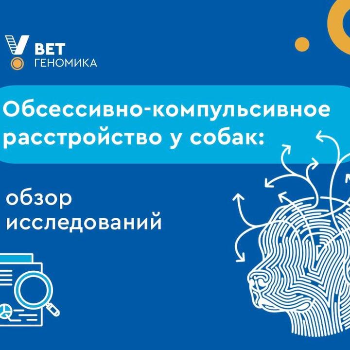 Обсессивно-компульсивное расстройство у собак