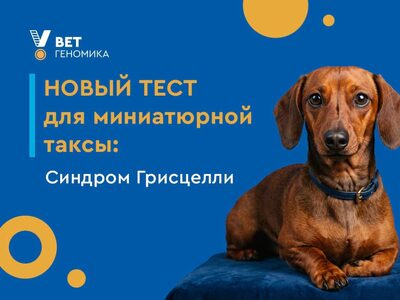 Новый тест для миниатюрной таксы