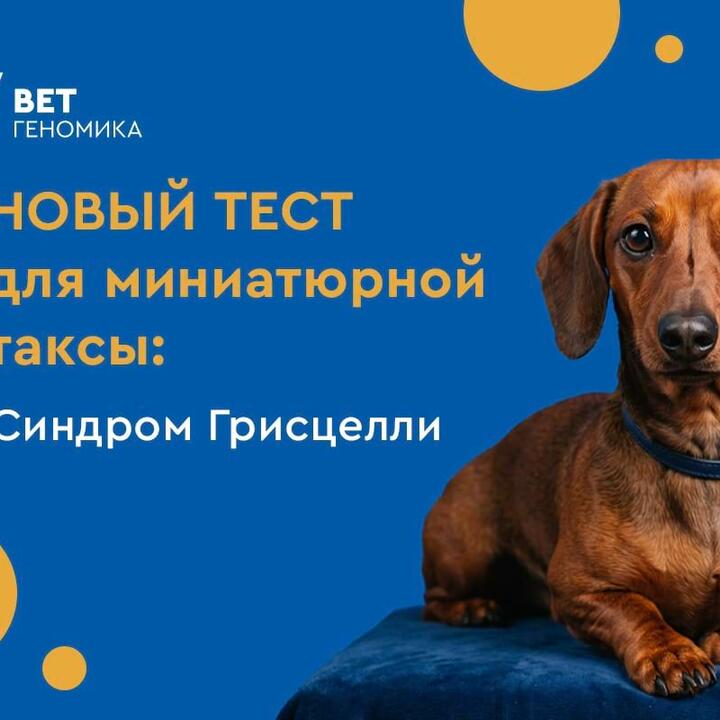 Новый тест для миниатюрной таксы