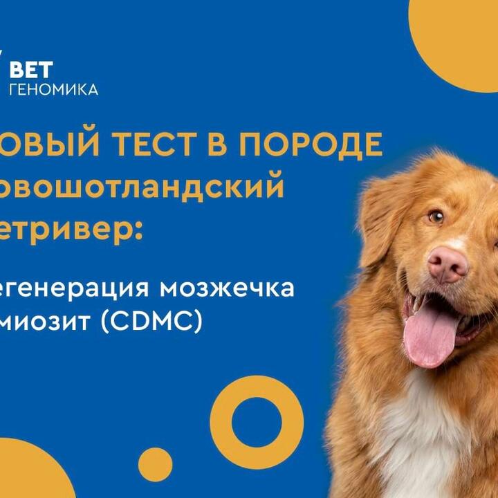 Новый тест для породы новошотландский ретривер