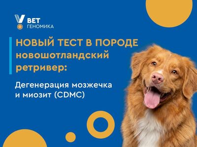 Новый тест для породы новошотландский ретривер