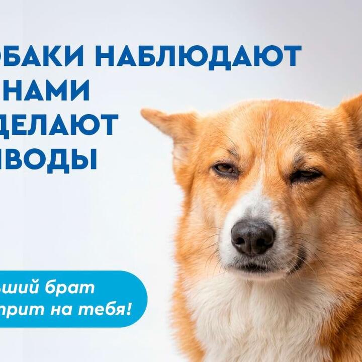 Собаки наблюдают за нами и делают выводы