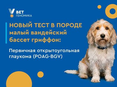 Новый тест для породы малый вандейский бассет гриффон
