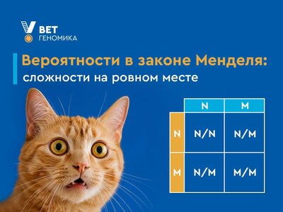 Вероятности в законе Менделя