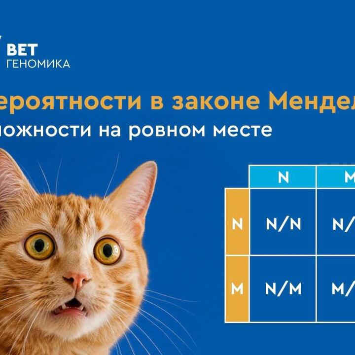 Вероятности в законе Менделя