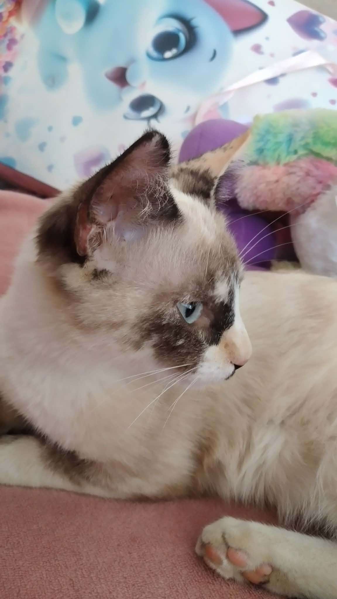 Кошка